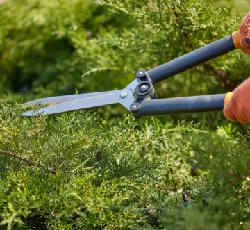 hands-gardener-orange-gloves-are-trimming-overgrown-green-shrub-using-hedge-shears-sunny-backyard-worker-landscaping-garden-close-up