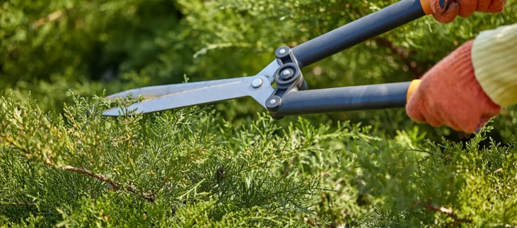 hands-gardener-orange-gloves-are-trimming-overgrown-green-shrub-using-hedge-shears-sunny-backyard-worker-landscaping-garden-close-up